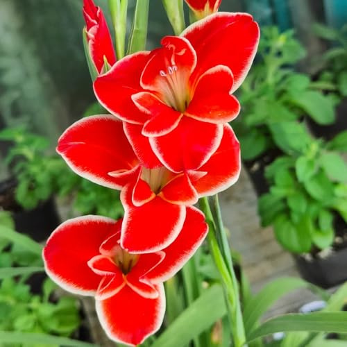 gladioli gladiolo - da giardino e da tappezzanti in vaso autunnali rari primaverili, lungo periodo 25bulbi