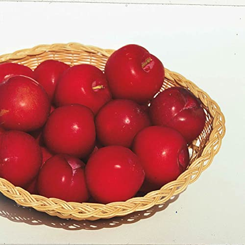 Superior Plum Dormant Starter Bare Root Standard Fruit Tree, Can't Ship to State of AL, AR, CA, CO, ID, LA, MS, OR, or WA, 1-Pack