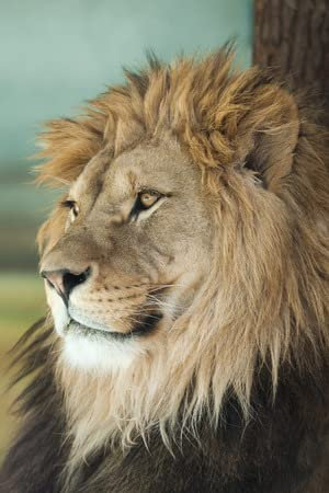 adrium Acryl-Bild 50 x 80 cm: Löwe (Panthera leo). Wild lebendes Tier.(56914813)