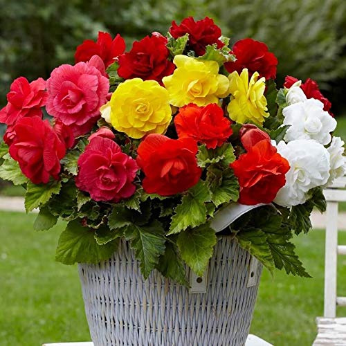 KIRA SEEDS - Seeds Wax Begonia Large Leaf Mix - Perennial Flowers for Planting - GMO Free
