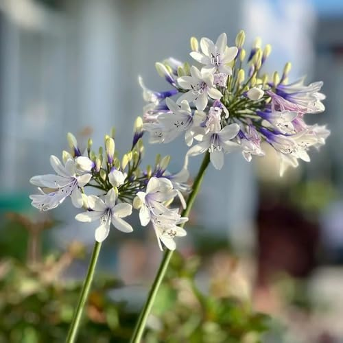 semillas de agapanthus - lirio africano - silvestres, lecho elevado resistentes para jardín, resistentes 20pcs