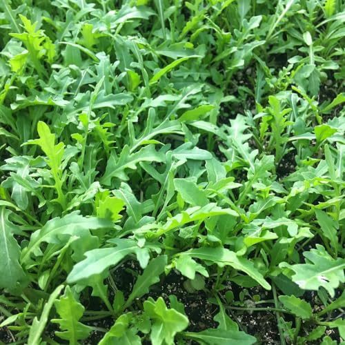 semi di rucola resistente - esotiche, vecchie varietà balcone, biologici, rare giardino 250pcs
