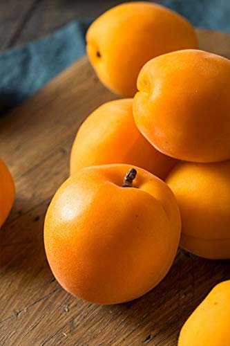 Pianta di Albicocco albero di albicocco varietà Portici in vaso Età 2 anni pianta vera di albicocco venduta da eGarden.store