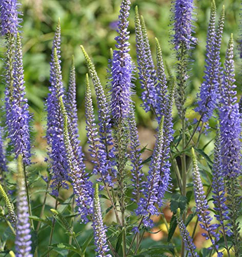 Hoher Wiesenehrenpreis - Veronica longifolia - lebende Gartenpflanze aus den Baumschulen
