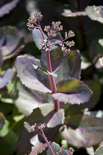 Fetthenne Sedum Matrona Staude winterhart mehrjährig für Beet Steingarten
