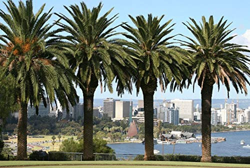 PLAT Azienda Germinazione dei semi: 25 ISOLE CANARIE SEMI Palma da datteri