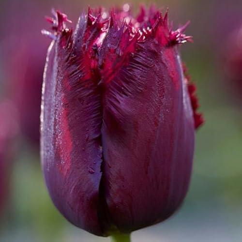 Gefranste Gezackte Tulpen Crispa- Tulpen Tulpenzwiebeln Onion Farbe Sorte zur Auswahl Knollen winterhart mehrjährig Tulpe (Gorilla 5 Stk.)