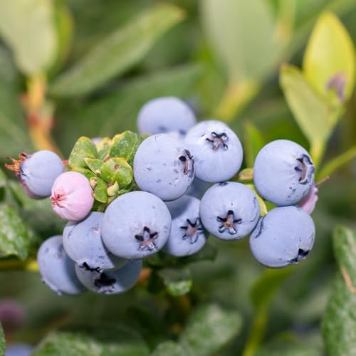 heidelbeeren pflanzen bio samen - samen hochbeet garten geschenke für männer blaubeeren pflanzen balkon pflanze exotische pflanzen obstbäume kaufen ostergeschenke seltene pflanzen 150pcs
