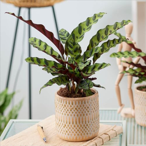 YouGarden Rattlesnake Plant, Established Houseplant in 11cm Pot, Ready to Display Indoor Plant, Calathea insignis