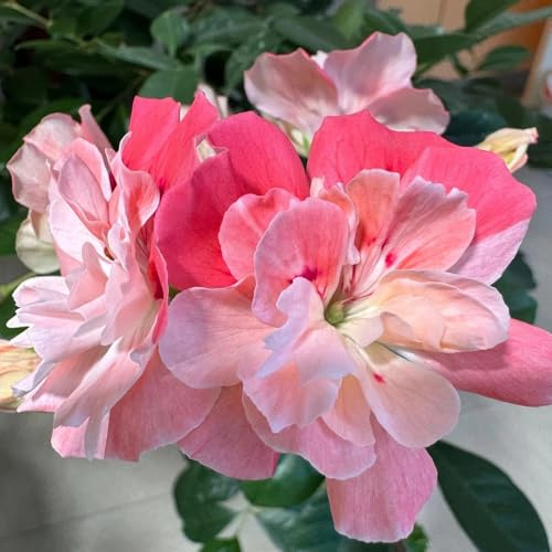 semi di geranio resistenti all'esterno gerani pelargonium appesi to perenni, ombra da giardino roccioso resistenti 350pcs