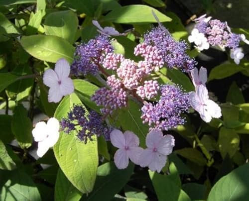 Asiatische Strauchhortensie Spinners - Hydrangea villosa Spinners