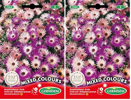 Germisem Mittagsblume EC1564 mehrfarbig (Packung mit 2)