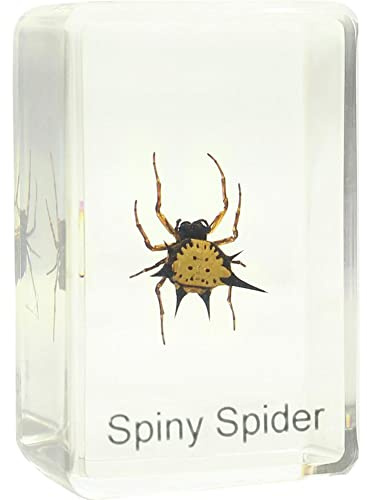 Omegon Dauerpräparat Spiny Spider