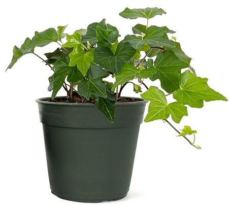 American Plant Exchange English Ivy – Live 4-Inch Potted Trailing Vine, Fast-Growing Air-Purifying Houseplant, Easy-Care Indoor & Outdoor Climbing Ivy for Hanging Baskets