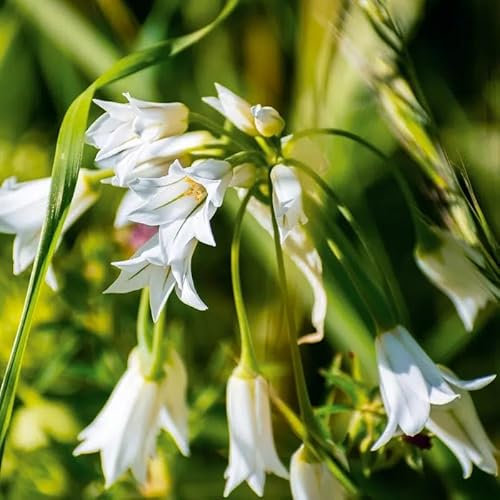 Allium triquetrum/AIl à trois angles/Godet/Vivace