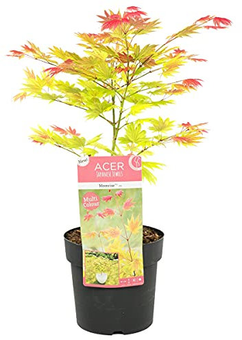 Bloomique - Acer Shirasawanum Moonrise - Japanischer Ahorn - Gartenpflanzen - Winterhart - 30-40 cm Hoch - Topf 15 cm