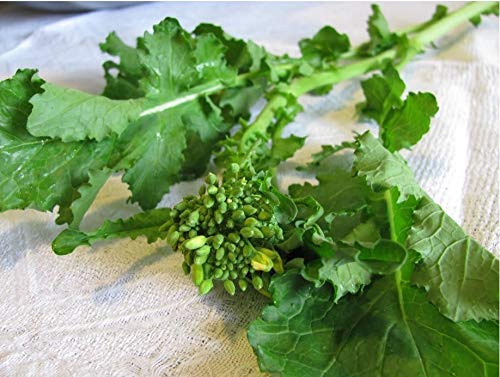 Friarielli seeds : Package Contatins seeds