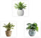 WakiHong Set da 3 Adesivi Murali 3D Alocasia | Piante Autoadesive con Effetto Realistico in Verde Naturale | Per Soggiorno,Ufficio & Decorazioni Moderne | 30x30 cm per Foglio