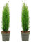 Plant in a Box - Cupressus sempervirens - 2er Set - Toskana Säulen Mittelmeerzypresse - Zypresse - Winterhart - Topf 19cm - Höhe 70-80cm