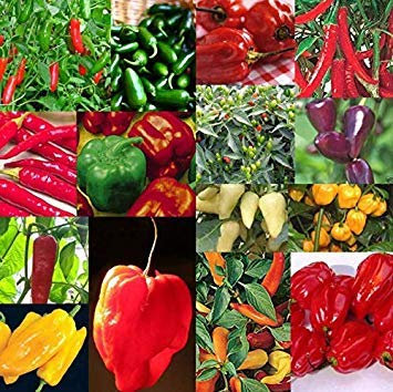 15 paquetes de semillas de chile colección Habanero Jalapeno nuevo 2018 S