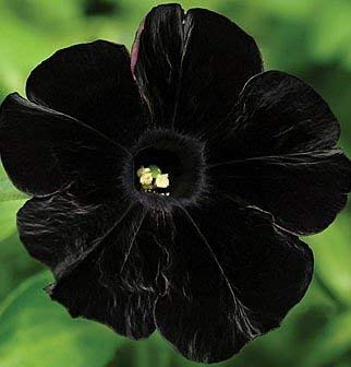 100 semi della pétunia -Black Velvet Petunia, rare variété, résistante, durée balcon, fleur cantiere