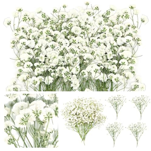 CAwished 60Pcs Fleurs de Gypsophile Blanches Naturelles Mini Souffles de Bébé Séchés et Pressés pour Résine Art, DIY Cartes de Mariage, Décoration de Fête à Domicile