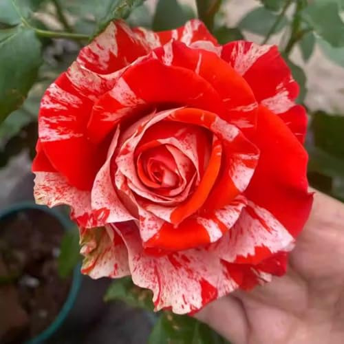 Rosas híbridas/rosas/rizomas/resistentes/decorativas/de jardín/en maceta/de interior/de exterior/de rápido crecimiento-3 PCS-I