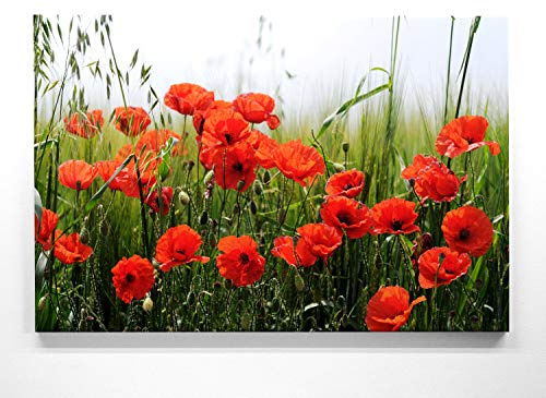 BilderKing Traumhafte Mohnblüte im Groß-Format 120x80cm, Mohnblumenfeld - als großes XXL Leinwandbild. Wandbild als Hintergrund und Deko für Wohnzimmer & Schlafzimmer. Aufgespannt auf Holzrahmen