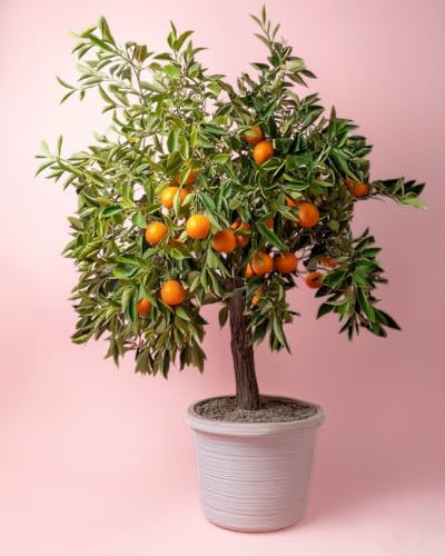 Árbol Naranjo | Árboles Naturales Exterior | Pur Plant