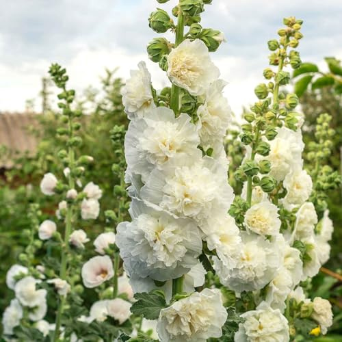Eden Brothers Hollyhock Seeds - Chaters Double White
