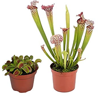 Plantas Carnívoras Naturales: 1 Unidad de Dionaea Muscipula o Venus Atrapamoscas y 1 Unidad de Sarracenia Leucophylla o Planta Jarra
