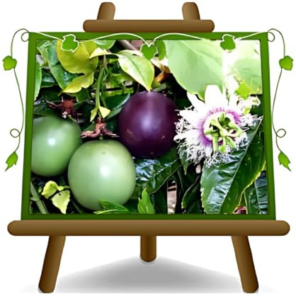 Passionsblume Edulis Spalier - Obstpflanze alte Frucht auf Blumentopf 26 Baum max 200 cm – 4 Jahre Anbau Italien