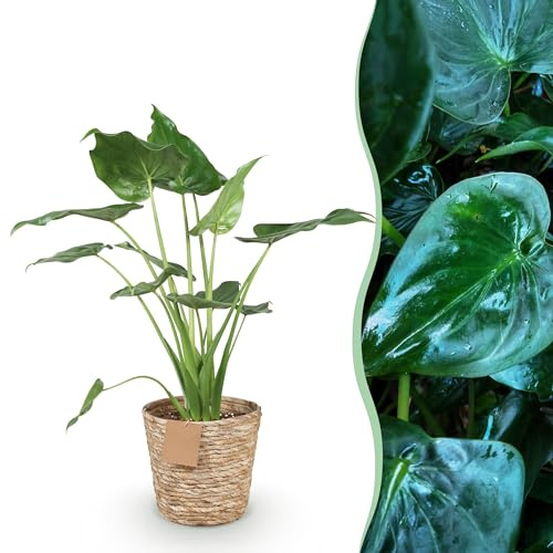 Alocasia Cucullata - Mano de Buda - Bajo mantenimiento - con cesta - Verde - 65-70cm - Ø21cm - Planta de interior - Hojas perennes