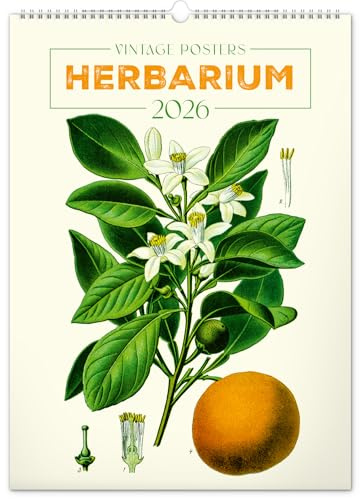 NOTIQUE Väggkalender 2026 vintage affisch – herbarium – växtillustrationer och naturaffisch – bildkalender 33 x 46 cm