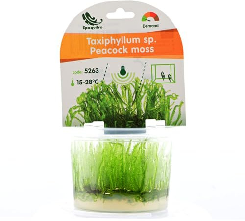 AquaBreedingSkill Aquarium Pflanzen Echt – InVitro Taxiphyllum Moos – Wasserpflanzen für Aquarium – Aquariumpflanzen ohne Schnecken & Algen – Ideal für Aquascaping & Garnelen (Peacock 1 pcs)