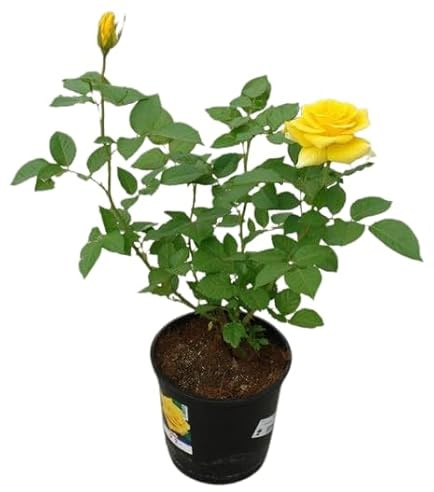 Rosal de Flor Grande Amarillo Belleza Natural para tu Espacio al Aire Libre