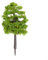 Une sélection bien arrondie d'arbres miniatures (70 pièces) pour différents thèmes de jardin ferroviaire