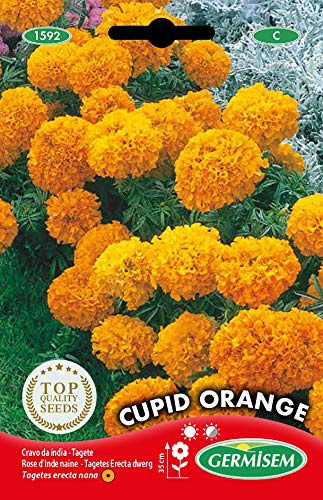 Germisem Studentenblume EC1592 mehrfarbig
