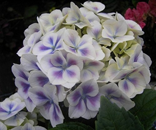 Bauernhortensie Bavaria - Ballhortensie - Hydrangea macrophylla Bavaria