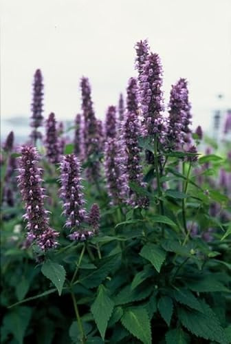 Asiatische Duftnessel – Agastache 'Blue Fortune' – 10-25cm – Ø9cm – 6 Pflanzen – Lavendelblaue Blüten – Schmetterlings – & bienenfreundlich