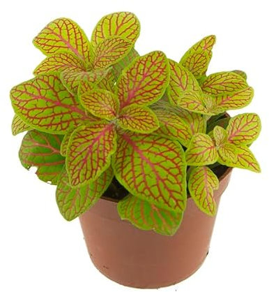 Descubre la Belleza de la Fitonia Natural una Planta de Interior Exótica