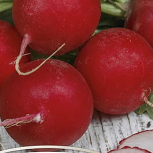 WegAna Saatband Radieschen Carmesa 6m, mehrfarbig, Frühe Sorte, Robuste Gemüsesamen, Gemüse Samen, Samen Anzucht, Saatgut für Gewächshaus