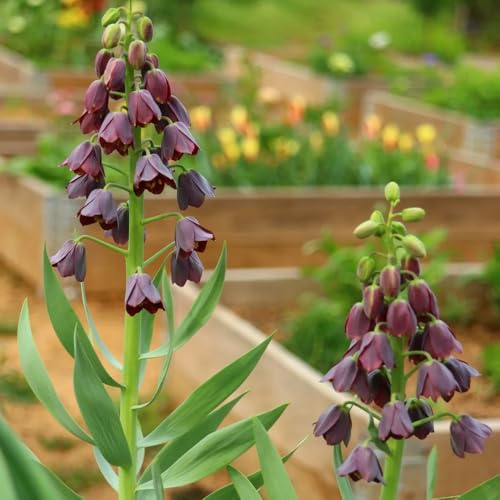 Bulbi di Crown Imperial, copertura del terreno bulbi di per luoghi soleggiati Bulbi di Fritillaria, da giardino regali per gli amanti del giardino perenni 7pcs