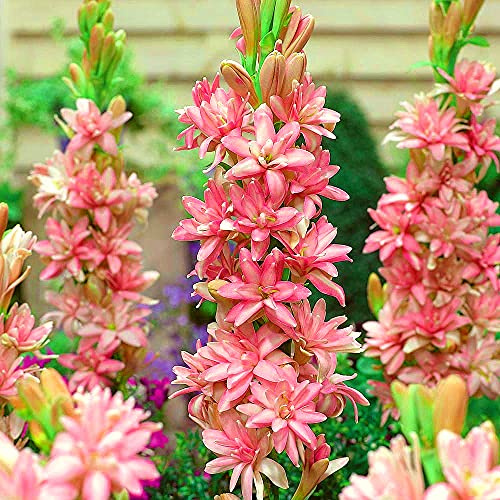 Tuberose Bulbi Decorazione Naturale Forte Radice Crescita Strada Greening-7 Lampadine