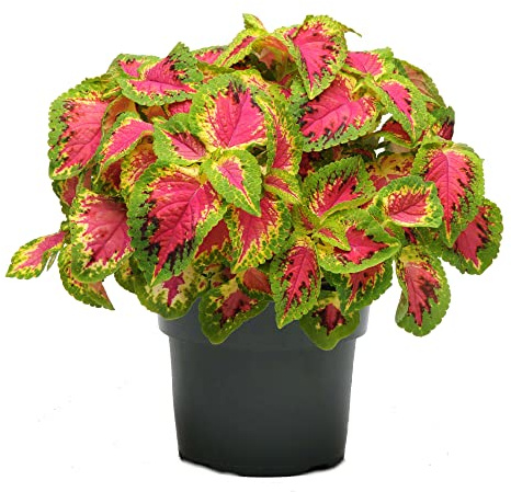Cóleo Natural Planta Fácil de Mantener para Interiores