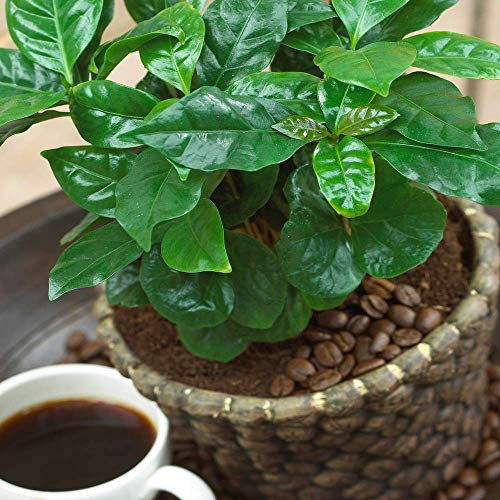 Gardeners Dream Coffea Arabica Kaffeepflanze mit Topf (40-50 cm inkl. Topf) - Grünpflanzen Zimmerpflanzen - Indoor Plants - Echte Pflanzen für Drinnen - Luftreinigende Pflanze - Pflanzen Deko