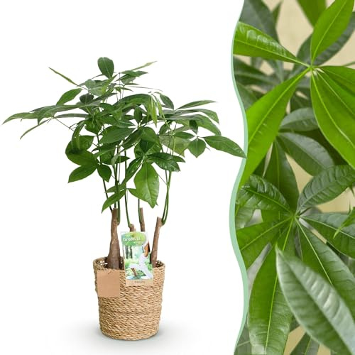 Green boutiQ - Zimmerpflanzen - Pachira Aquatica Mehrstamm - Geldbaum - Wenig Pflege - mit Korb - Grün - 1 Pflanze - Topf 17cm - Höhe 50-55cm