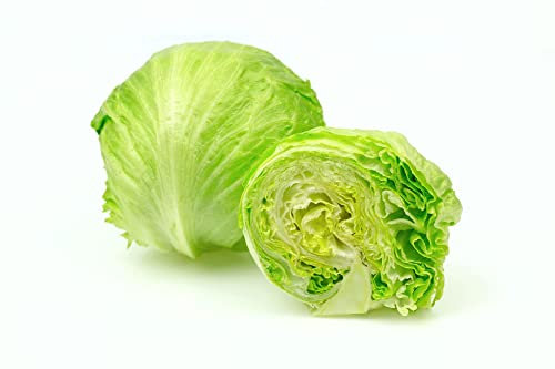 Lettuce Plants, 'Iceberg', 6 x Plug Plant Pack, Salad Plants, Iceberg Lettuce, Garden Lettuces, Garden Ready and Ready to Plant, Premium Quality Lettuces