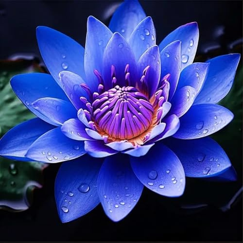 Raro Water Lily,Piante perenni,Water Lily pianta vera,resistenti al freddo,Tagliare,Adatto per piante da giardino(non artificiali)-30 Semi-H