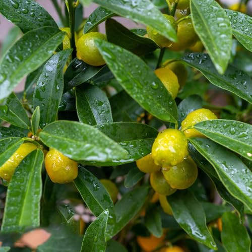 kumquat - Citrus japonica - de interior de Semillas raros,s bayas balcón resistentes en macetas al aire libre Semillas 85semillas